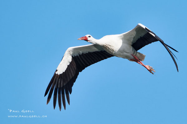 Weissstorch - White Stork - #3957
