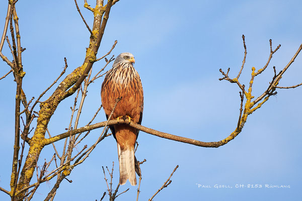 Rotmilan (Milvus milvus) - Red Kite - #4511