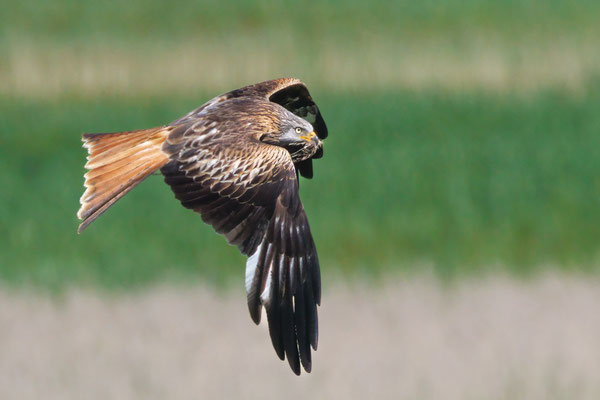 Rotmilan - Red Kite - #7672