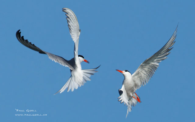 Flußseeschwalben - Common Terns - #6812