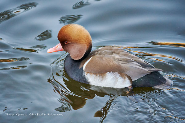 Kolbenente - Netta rufina - Natur- und Tierpark Goldau - #5958