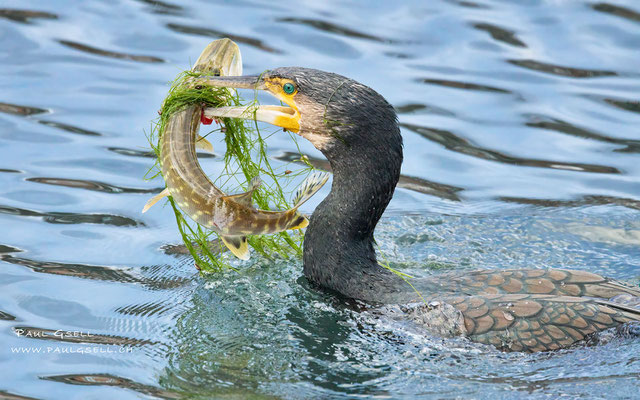 Kormoran - Great Cormorant - #0073