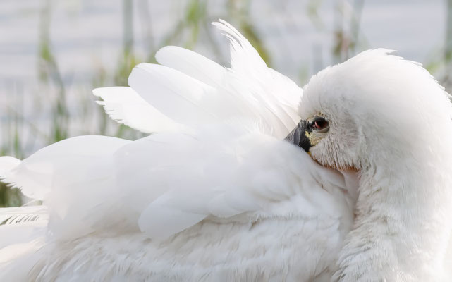 Löffler - Eurasian Spoonbill- #7216