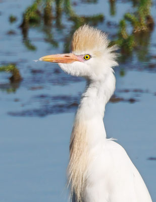 Kuhreiher - Cattle Egret - #4420