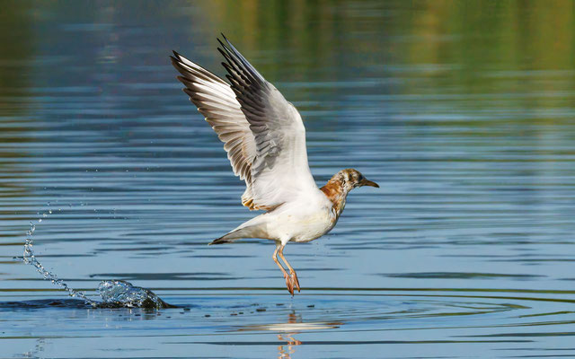 Lachmöwe - Black-headed Gull - #9549
