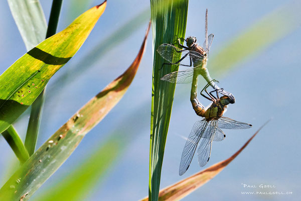 Blaupfeil Libellen - Black-tailed Skimmer - #9455