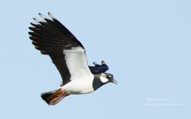 Kiebitz - Lapwing - #9482