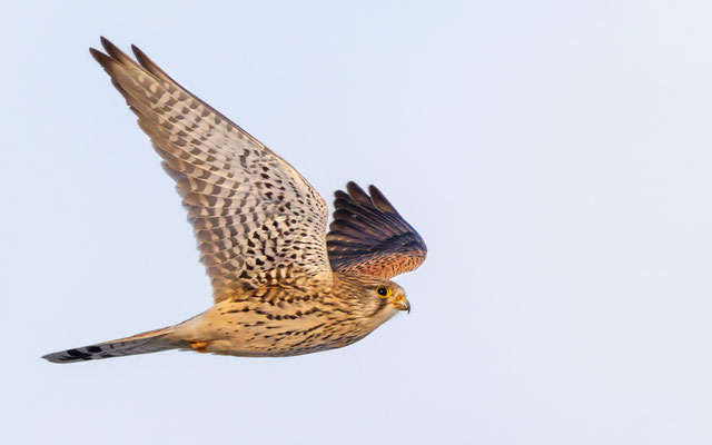 Turmfalke - Kestrel - #7719