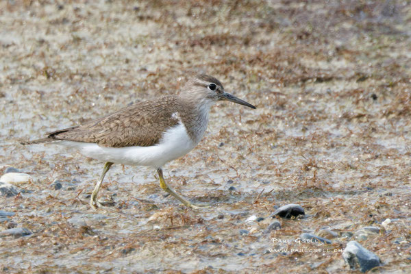 Flussuferläufer - Common Sandpiper - #0049