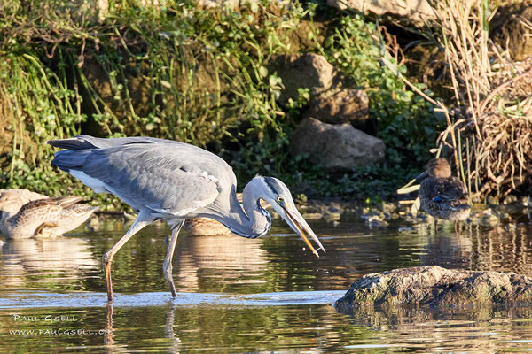 Graureiher im Neeracherried - Grey Heron - #0282