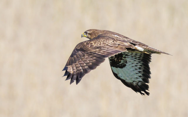 Mäusebussard - Buzzard - #4367