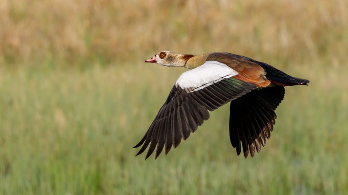 Nilgans - Egytian Goose - #4958