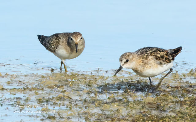 Temminck- und Zwergstrandläufer - Temminck's and Little Stint - #0459