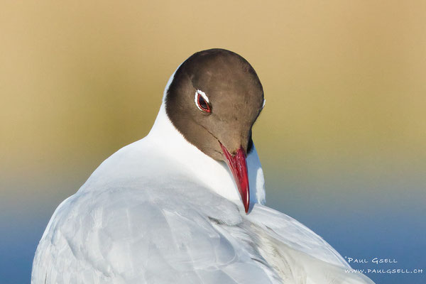 Lachmöwe - Black-headed Gull - #9489-2