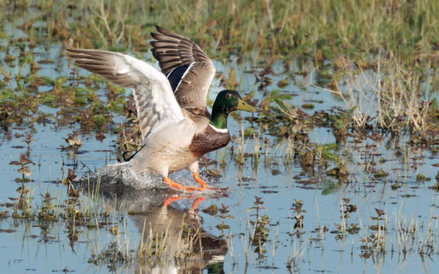 Stockente - Mallard - #5382