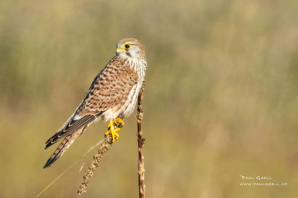Turmfalke - Kestrel - #0507