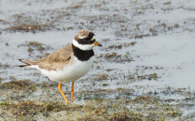 Sandregenpfeifer - Common Ringed Plover - #9968