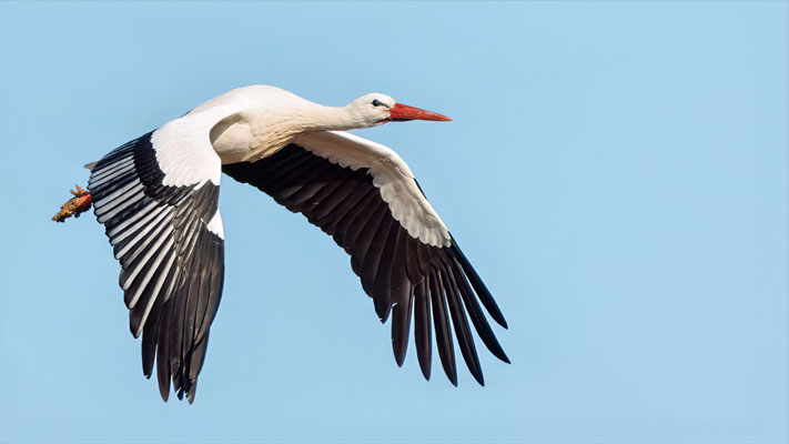 Weißstorch - White Stork - #5274