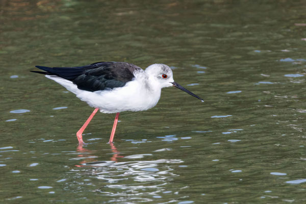 Stelzenläufer - Black-winged Stilt - #0803