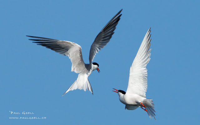 Flußseeschwalben - Common Terns - #6819