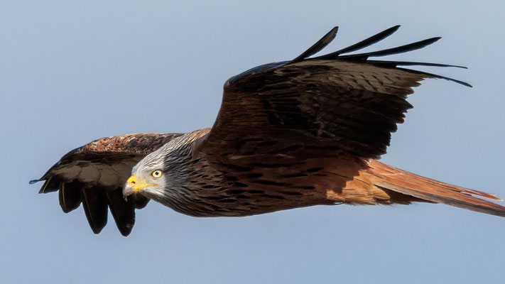 Rotmilan - Red Kite #3752