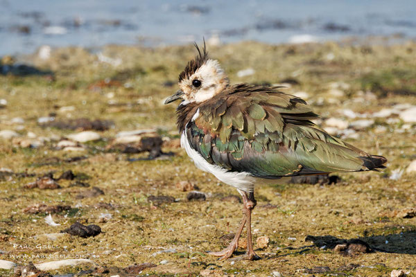 Kiebitz - Lapwing - #9898
