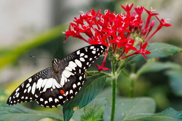 Karierter Schwalbenschwanz - Papilio demoleus - #9677