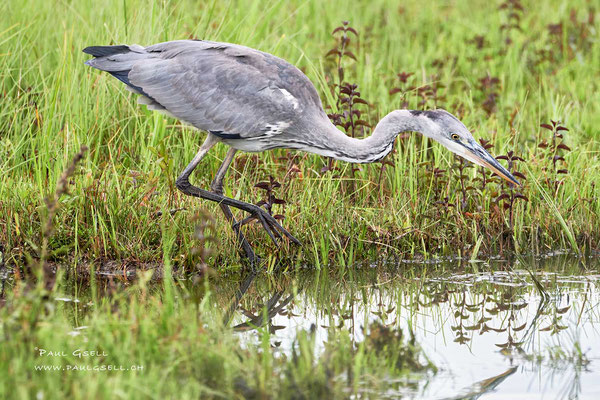 Graureiher - Grey Heron - #3911