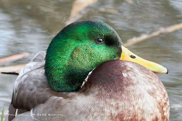 Stockente Männchen - Mallard Male - #7140