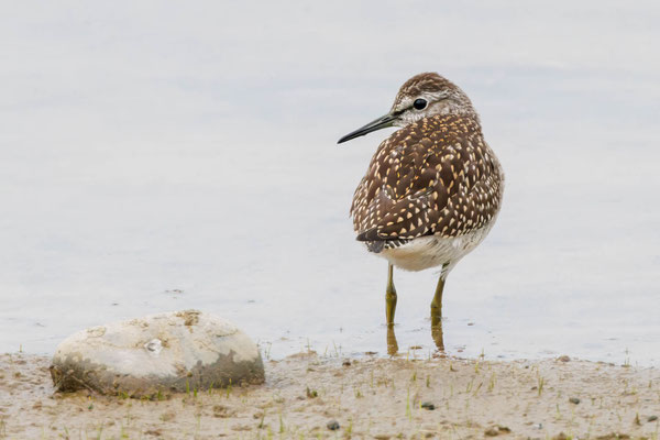 Bruchwasserläufer - Wood Sandpiper - #3620