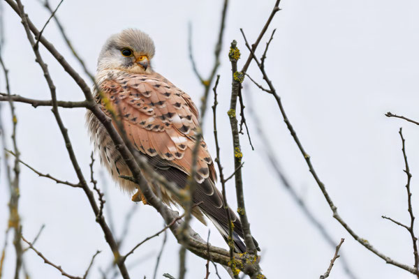 Turmfalke - Kestrel - #2227