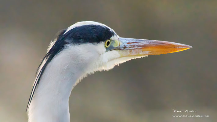 Graureiher - Grey Heron - #1247