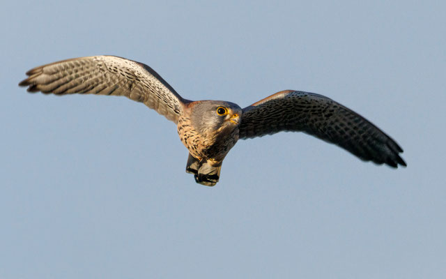 Turmfalke - Kestrel - #5655