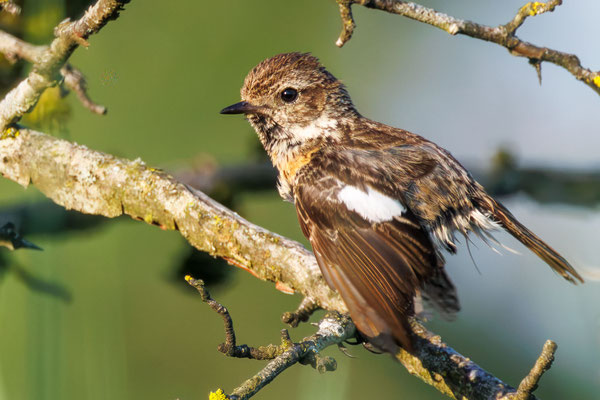 Schwarzkehlchen - Stonechat - #2616
