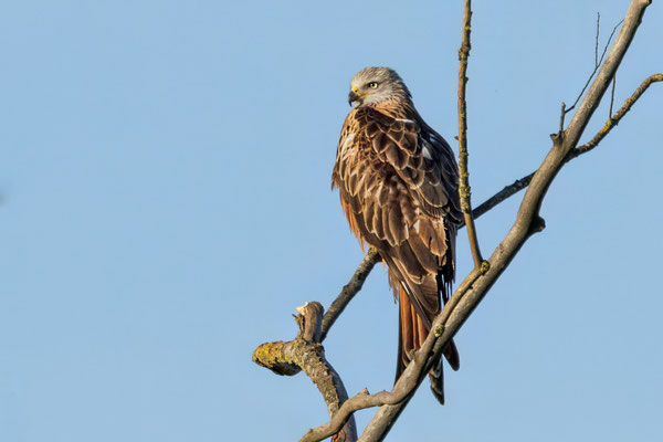Rotmilan - Red Kite - #0129