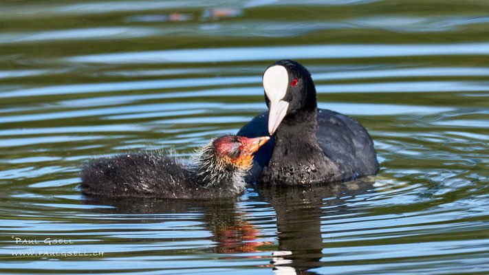 Blässhuhn mit Küken - Coot with fledgling - #8861