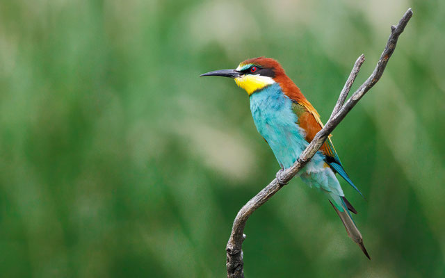 Bienenfresser - Bee-eater - #7913