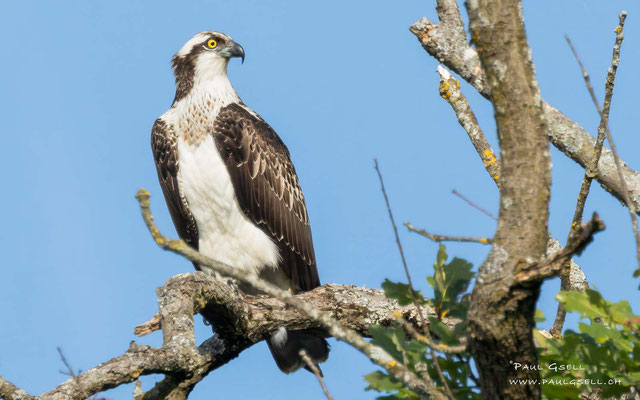 Fischadler - Osprey - #2693