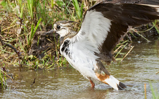 Kiebitz - Northern Lapwing - #0940