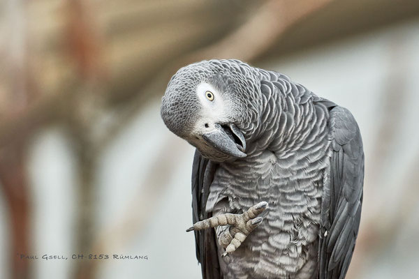Graupapagei im Zoo Zürich - Grey Perrot - #5884