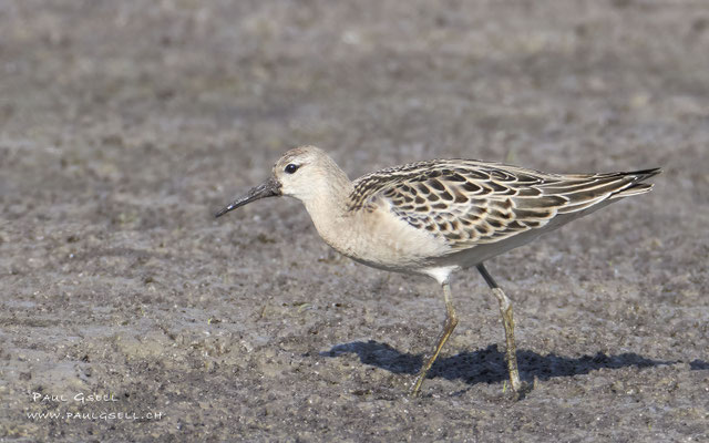 Kampfläufer - Ruff - #7277