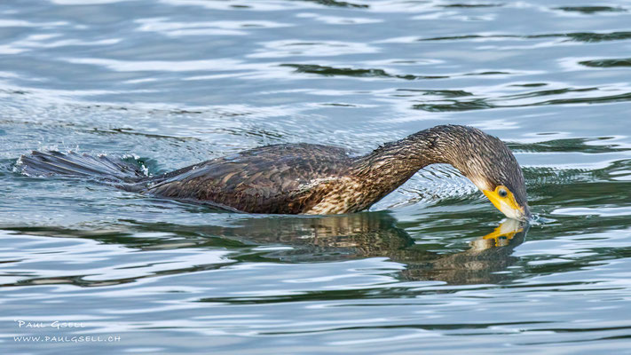 Kormoran - Great Cormorant - #0125