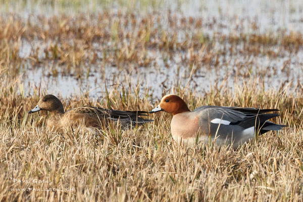 Pfeifenten Pärchen - Eurasian Wigeons Couple - #4431