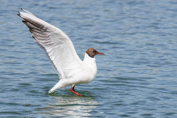 Lachmöwe - Black-headed Gull - #5346