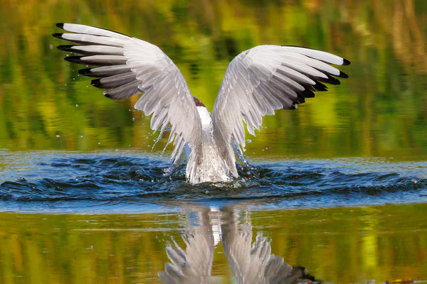 Lachmöwe - Black-headed Gull - #0440