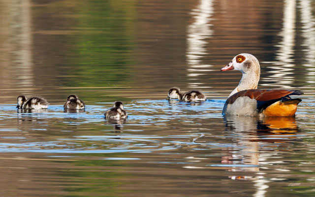 Nilgans mit Küken - Egyptian Goose with Goslings - #6348