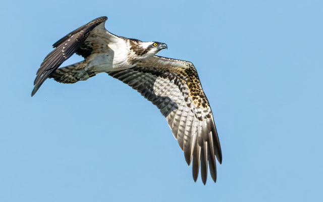 Fischadler - Osprey - #4543