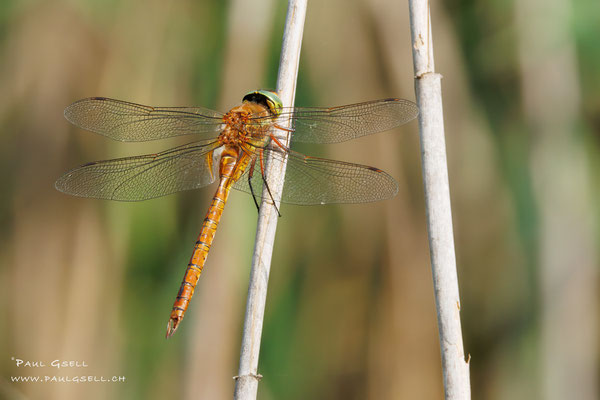 Keilfleck-Mosaikjungfer - Green-eyed Hawker - #5446