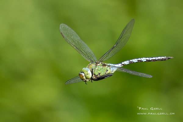 Große Königslibelle - Emperor Dragonfly - #5374