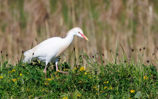 Kuhreiher - Cattle Egret